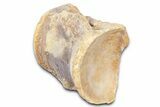 Fossil Mosasaur (Platecarpus) Vertebra - Kansas #382055-1